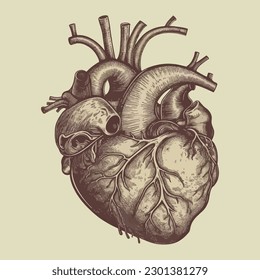 Human heart with veins and arteries. Vector illustration in vintage style.