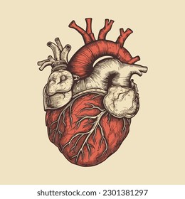 Human heart with veins and arteries. Vector illustration in vintage style.