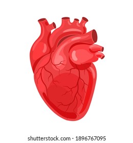 Human Heart. The Heart With The Venous System. Anatomy. Flat Vector Illustration.