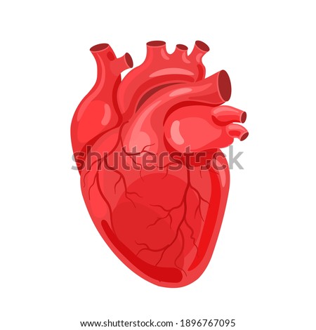 Human heart. The heart with the venous system. Anatomy. Flat vector illustration.