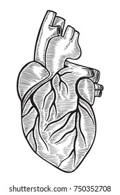 Human heart vintage illustrations. Vector hand drawn Isolated on white