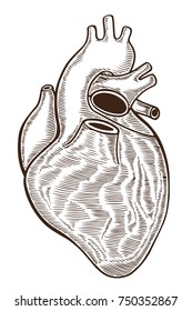 Human heart vintage illustrations. Vector hand drawn Isolated on white