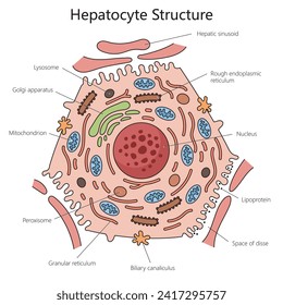Human hepatocyte liver cell structure diagram hand drawn schematic vector illustration. Medical science educational illustration