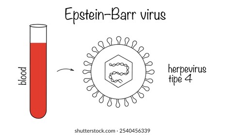 Menschliches Herpes-Virus Typ 4, das als Hauptschuldiger für die Entwicklung der infektiösen Mononukleose und Tumoren gilt. Eine Blutprobe, die dieses Virus enthält. Eine einfache handgezeichnete Illustration.