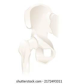 Human Hip Bone Skeletal Structure Isolated On White Background. Vector Illustration Of Bones And Joints