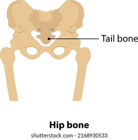 Human Hip Bone And Tai Bone. Vector. On White Background