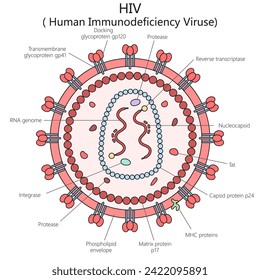 Das menschliche HIV-Virus strukturiert Wirbelsäulendiagramm handgezeichnet schematische Vektorgrafik. Illustration in der Medizin