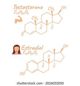 Human hormone estradiol, testosterone concept chemical skeletal formula icon label, text font vector illustration, isolated on white. Periodic element table. Healthy lifestyle endocrine system.