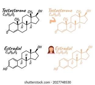 Human hormone estradiol, testosterone concept chemical skeletal formula icon label, text font vector illustration, isolated on white. Periodic element table. Healthy lifestyle endocrine system.