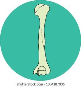 Human humerus upper arm bone flat vector design, icon. Simple design.