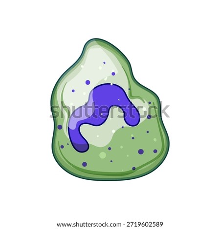 Human immune cell displaying its distinctive lobed nucleus and granular cytoplasm, representing the body's natural defense mechanism against invading pathogens and diseases