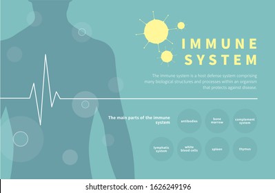 Human Immune System Infographic Vector. The Main Parts Of The Immune System.