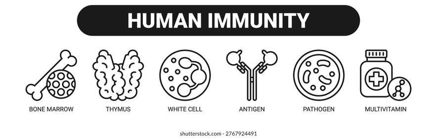 Human Immunity web banner icon vector illustration concept with icons of bone marrow, thymus, white cell, antigen, pathogen, and multivitamin.