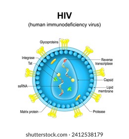 human immunodeficiency virus. Close-up of a HIV virion structure. Magnified of virus particle that cause acquired immunodeficiency syndrome. Vector diagram