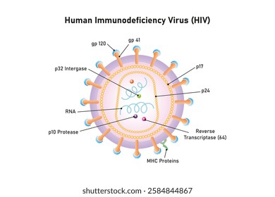 Human Immunodeficiency Virus (HIV) Structure Science Design. Vector Illustration.