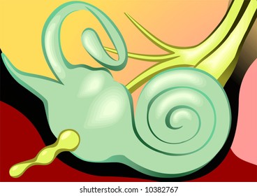 human inner ear	