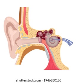 Human inner ear anatomy. Hearing organs. Vestebular apparatus. External auditory canal. Medical poster. Vector illustration.