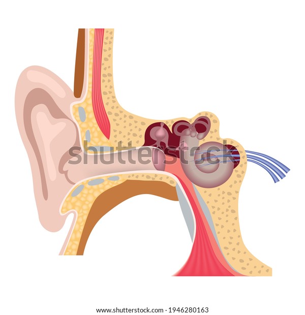 Human Inner Ear Anatomy Hearing Organs Stock Vector (Royalty Free ...