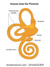 Human Inner Ear Pictorial Science Design Vector Illustration Diagram