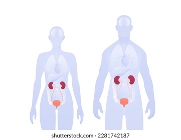 Infografik des menschlichen inneren Organs. Vektorgrafik für Gesundheitswesen. Männliche und weibliche Silhouette. Rote Nieren, Blase und Symbol des Harnsystems. Design für Gesundheitsversorgung, Bildung, Wissenschaft, Neuheilkunde