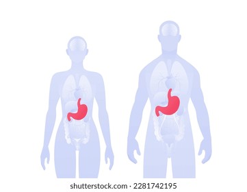 Infografik des menschlichen inneren Organs. Vektorgrafik für Gesundheitswesen. Männliche und weibliche Silhouette. Roter Magen und Symbol für das Verdauungssystem. Design für Gesundheit, Bildung, Wissenschaft, Gastroenterologie