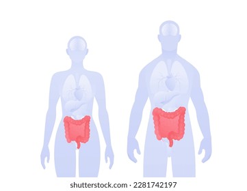 Infografik des menschlichen inneren Organs. Vektorgrafik für Gesundheitswesen. Männliche und weibliche Silhouette. Roter Darm und Symbol des Verdauungssystems. Design für Gesundheit, Bildung, Wissenschaft, Gastroenterologie