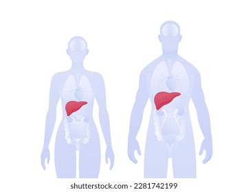 Human inner organ infographic. Vector flat healthcare illustration. Male and female silhouette. Red liver and digestive system symbol. Design element for health care, education, science