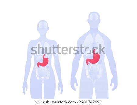 Human inner organ infographic. Vector flat healthcare illustration. Male and female silhouette. Red stomach and digestive system symbol. Design for health care, education, science, gastroenterology
