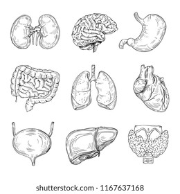 Human inner organs. Hand drawn brain, heart and kidneys, stomach and bladder. Sketch medical isolated vector illustration. Intestine organ of collection, internal digestive
