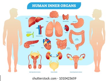 Human Inner Organs Vector Illustration Collection, Male and Female. Medicine educational material. 