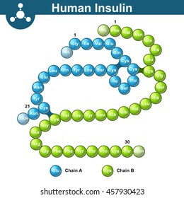 Human insulin hormone molecule, two peptide chains, 3d illustration of  protein, vector isolated on white background, eps 10