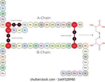Human Insulin Sulphur Bridge Schematic