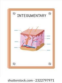 Human integumentary system poster clipart cartoon style, vector design. Use in hospital or clinic wall poster cartoon concept. Integumentary system diagram cartoon. Hospital, clinic departmen concept
