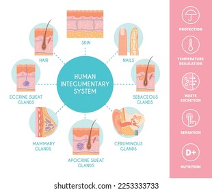 Human integumentary system scheme depicting skin layers nails hair sebaceous sweat and mammary glands flat vector illustration