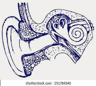 Human internal ear diagram. Doodle style