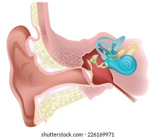 Human internal ear diagram - vector illustration