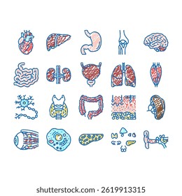Human Internal Organ Anatomy doodle icons set vector. Stomach Liver, Heart Lung, Intestine Gland, Muscle Skin People Organ Line. Healthcare Medicine sketch hand drawn