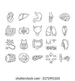 Human Internal Organ Anatomy Icons Set Vector. Stomach And Liver, Heart And Lung, Intestine And Gland, Muscle And Skin People Organ Line. Healthcare And Medicine Black Contour Illustrations