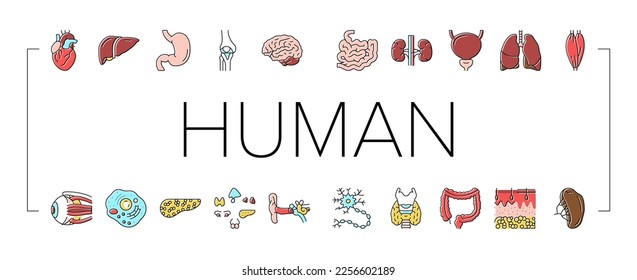 Human Internal Organ Anatomy Icons Set Vector. Stomach And Liver, Heart And Lung, Intestine And Gland, Muscle And Skin People Organ Line. Healthcare And Medicine Color Illustrations