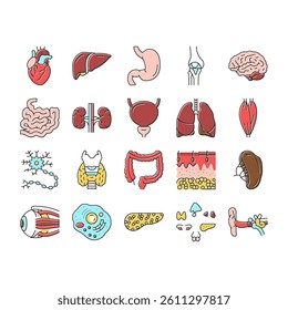 Human Internal Organ Anatomy Icons Set Vector. Stomach And Liver, Heart And Lung, Intestine And Gland, Muscle And Skin People Organ Line. Healthcare And Medicine Color Illustrations