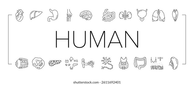 Human Internal Organ Anatomy Icons Set Vector. Stomach And Liver, Heart And Lung, Intestine And Gland, Muscle And Skin People Organ Line. Healthcare And Medicine Black Contour Illustrations