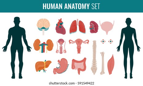 Human internal organ anatomy set. Vector illustration