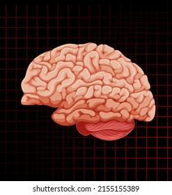 Human internal organ with brain illustration