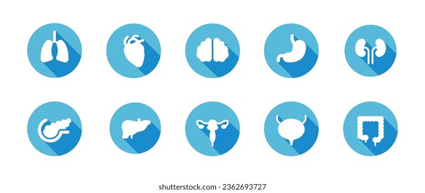 Icono de círculo de órganos internos humanos. Ilustración de diseño plano con sombra larga. Pulmón y corazón, cerebro y estómago, riñones e hígado, útero y páncreas, vejiga e intestino grueso