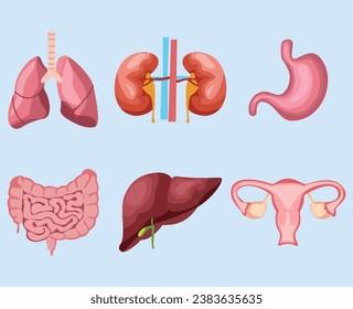 Human internal organ circle icon. Lung, heart, stomach, kidneys, liver, uterus and large intestine