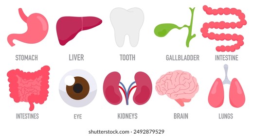 Colección de órganos internos humanos. Iconos vectoriales.