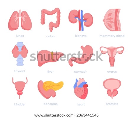 Human internal organ - Color icons. Set vector icons sign and symbols in flat design medicine and health with elements for mobile concepts and web apps. Collection modern infographic logo