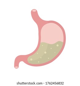 Human internal organ digestive tract system, Vector illustration