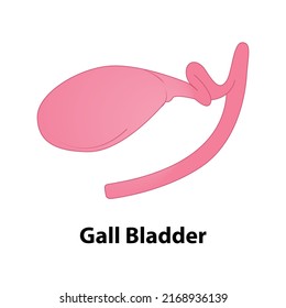 human internal organ gall bladder. vector. on white background