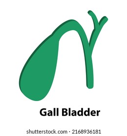 human internal organ gall bladder. vector. on white background